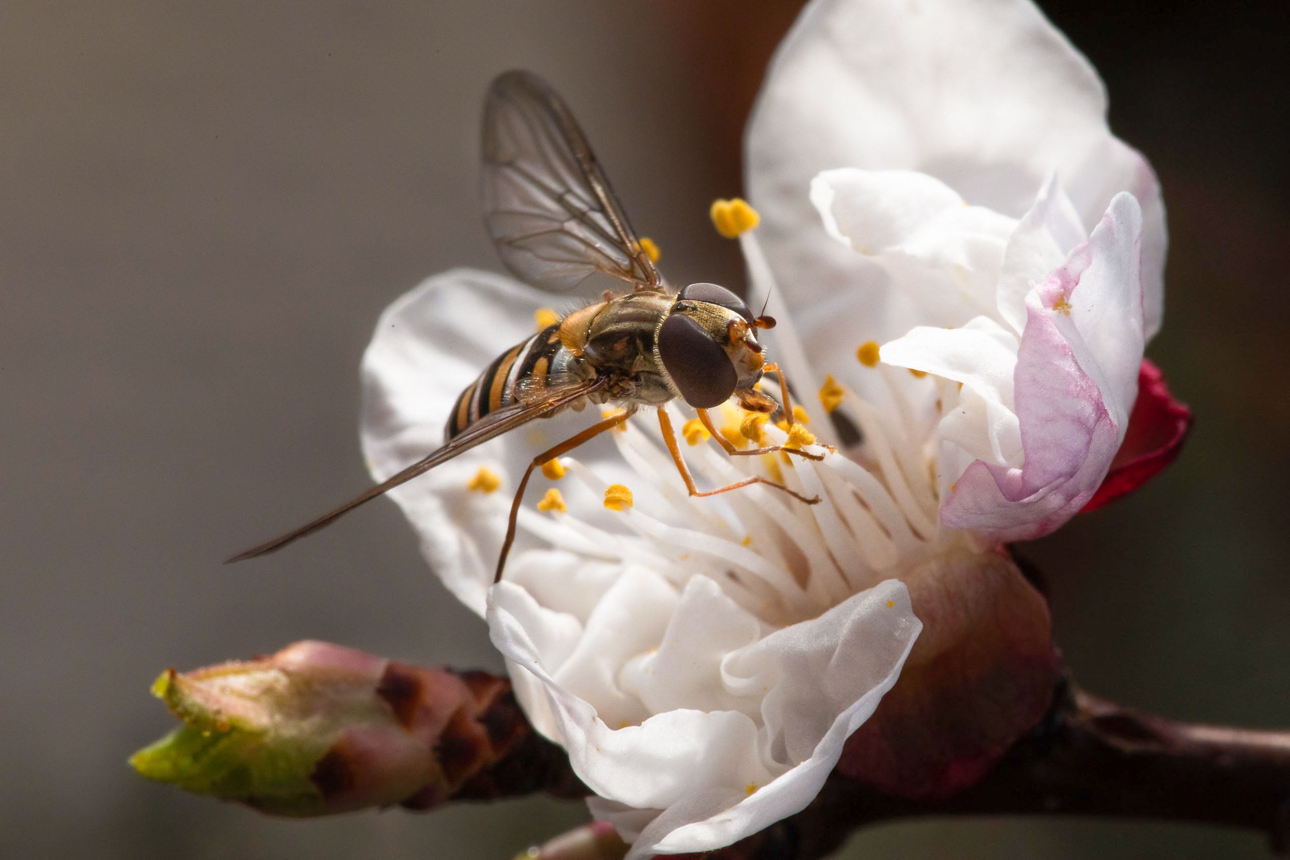 Schwebfliege auf einer Mirabellenblüte