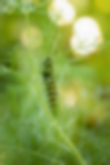 Schwalbenschwanz-Raupe auf einer Fenchelpflanze