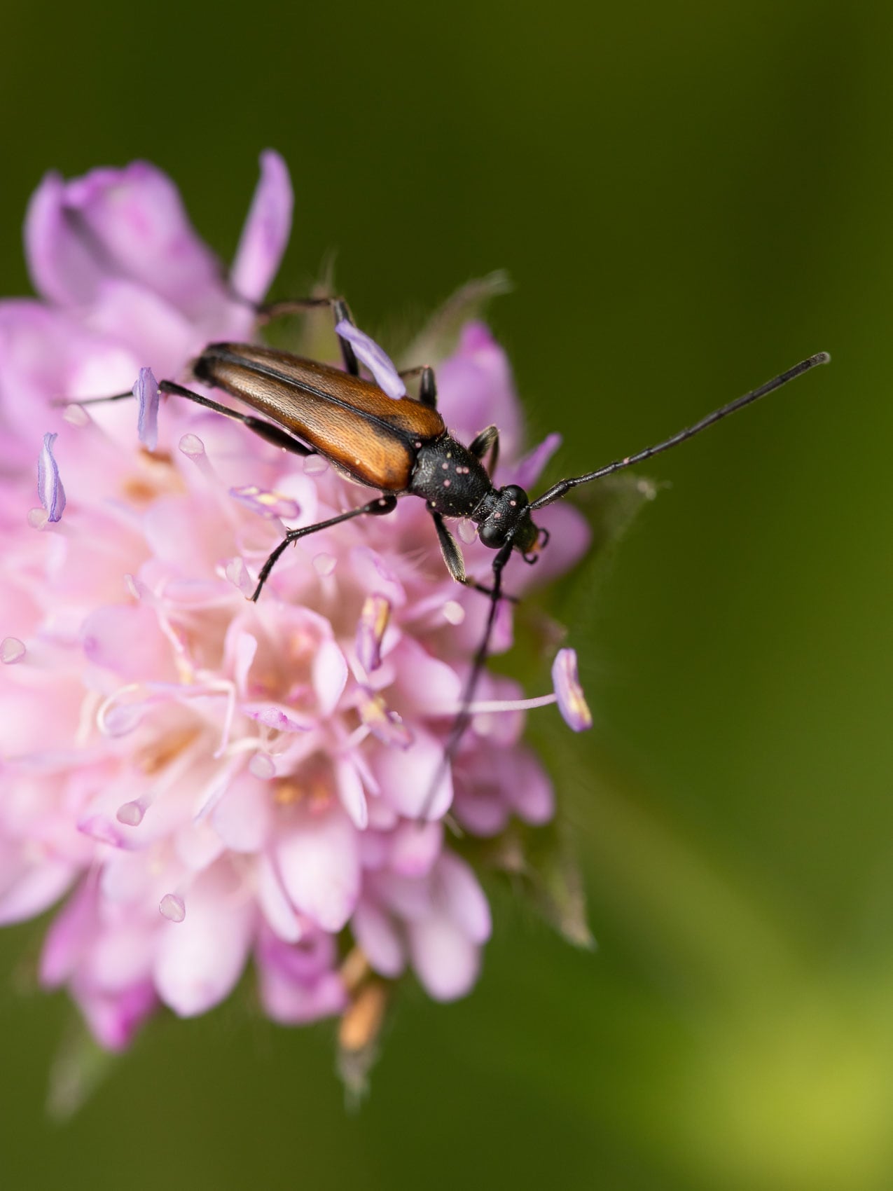 Kleiner Schmalbock auf einer Wittwenblume