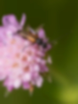 Kleiner Schmalbock auf einer Wittwenblume