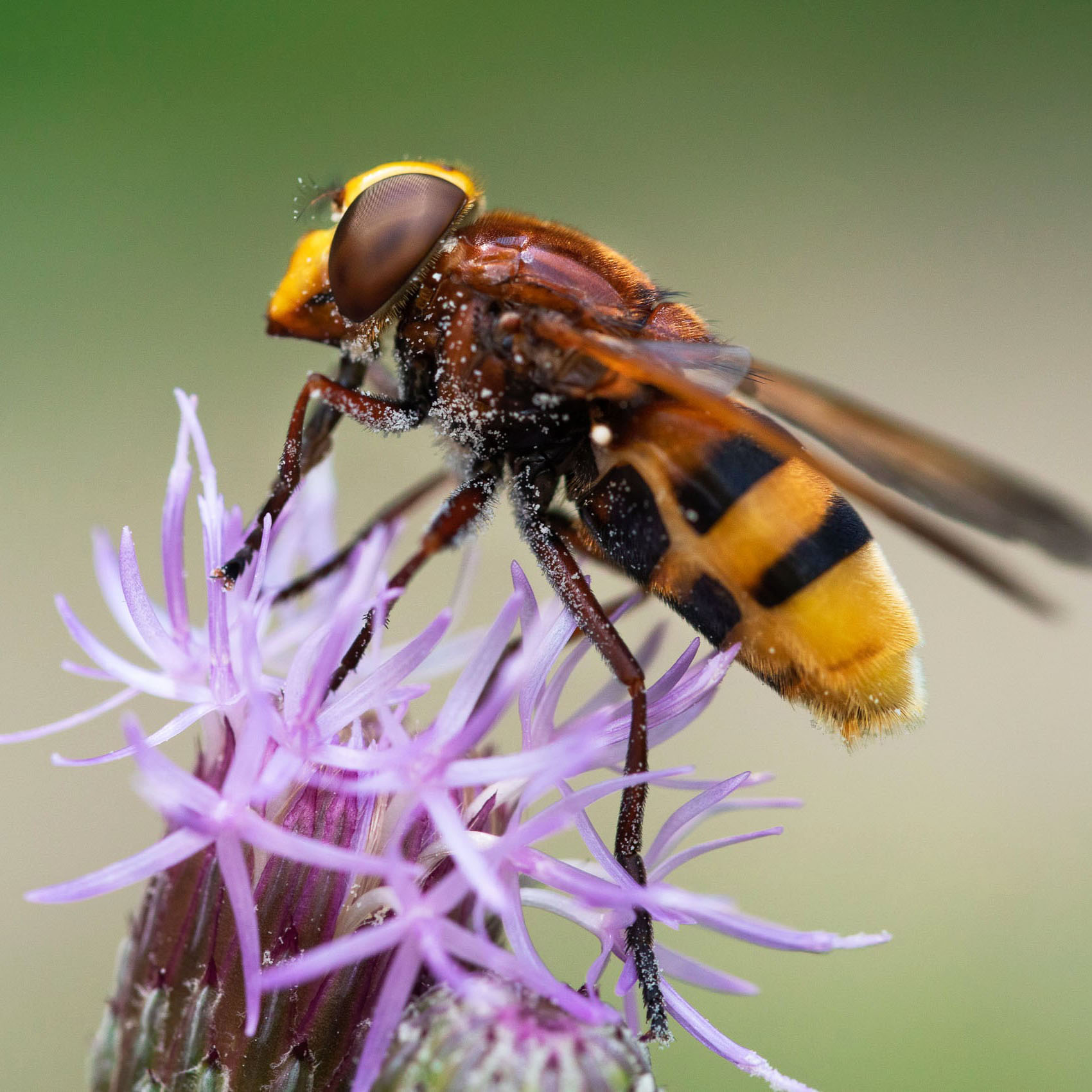 Schwebfliege auf einer Acker-Kratzdistel