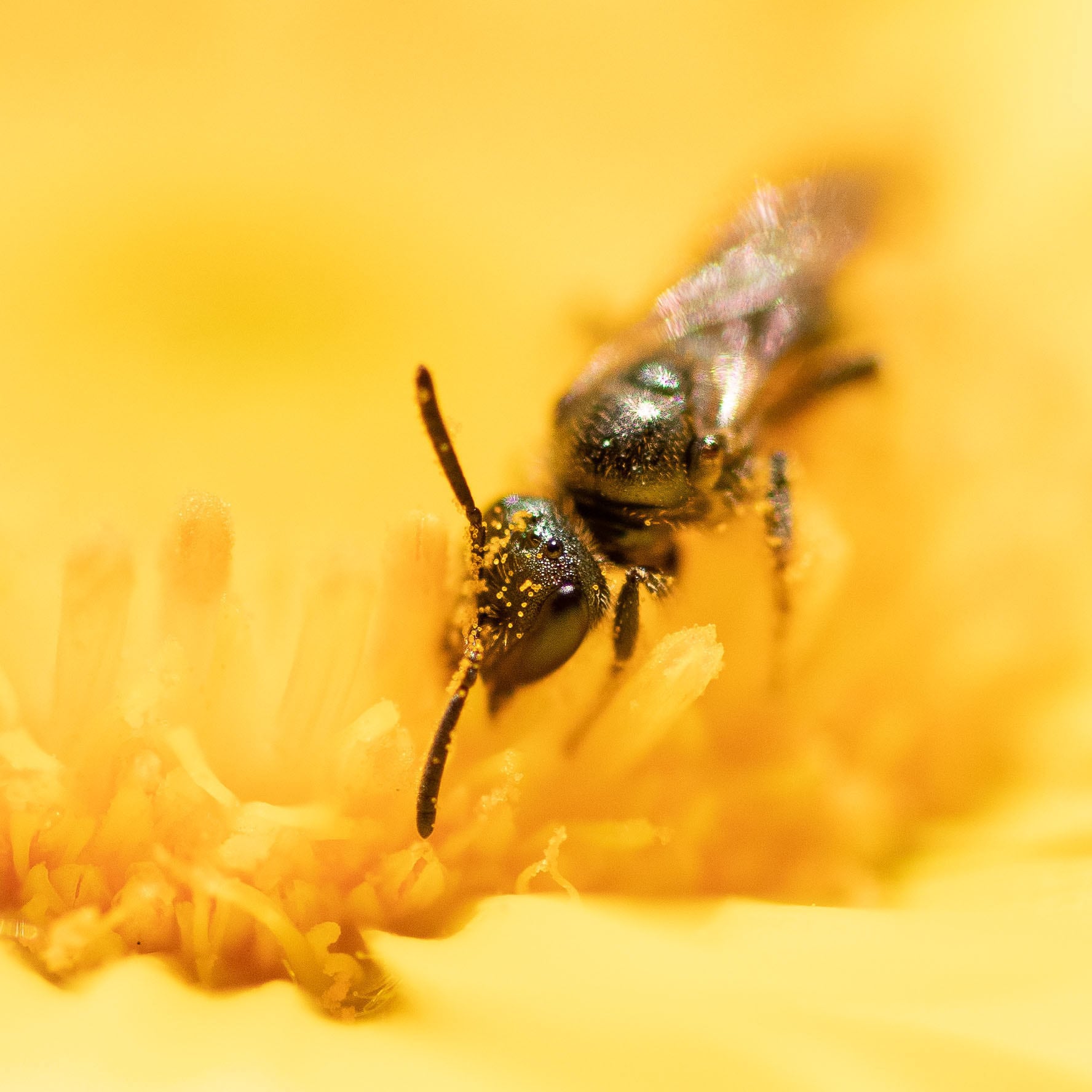 Schmalbiene auf einer Ringelblume