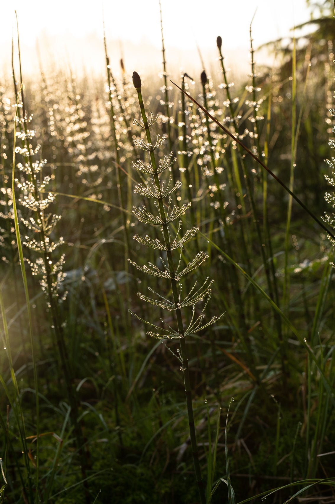 Schachtelhalme im Morgenlicht