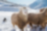Border Collie und Schafe im Schnee