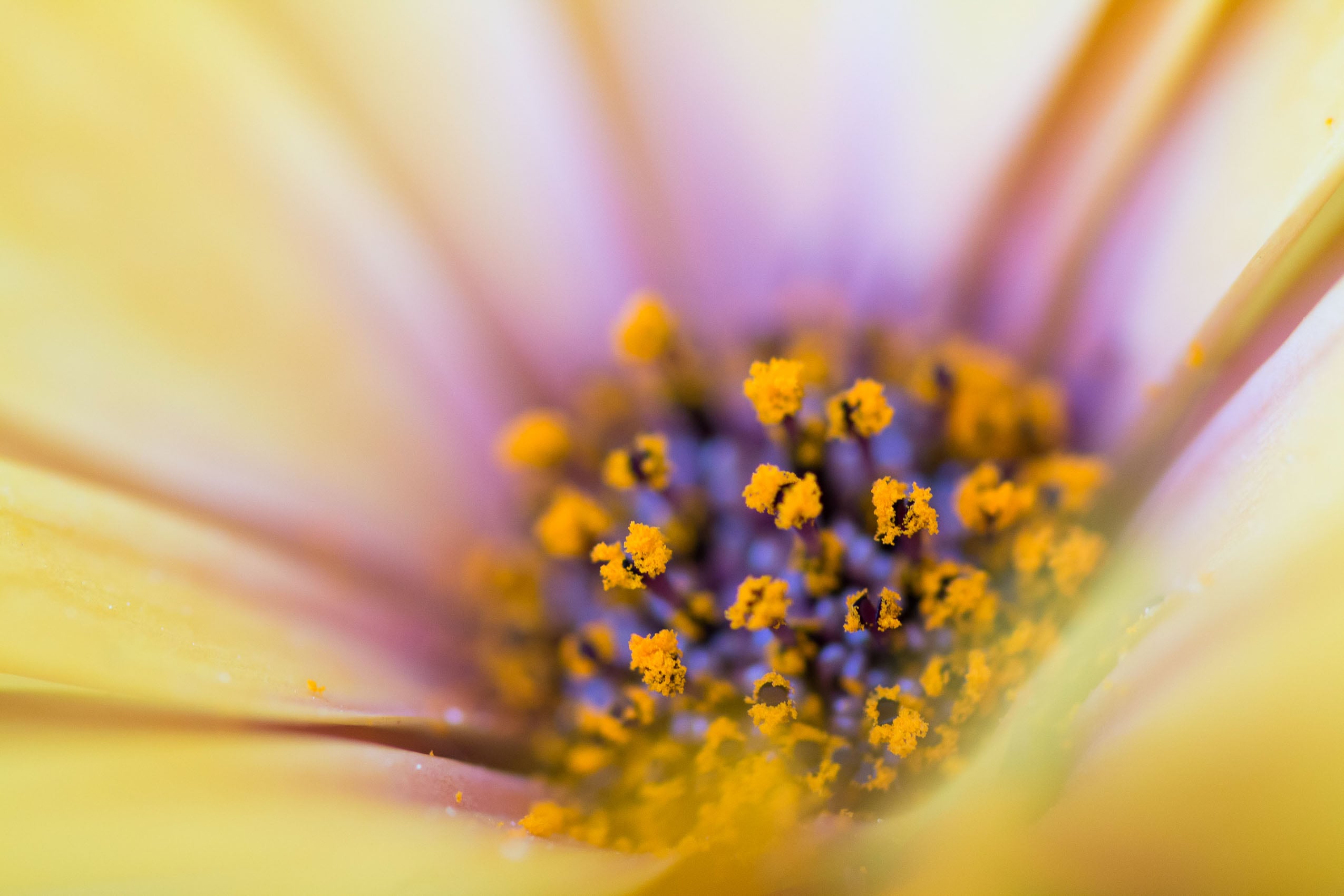 Nahaufnahme von Blütenpollen